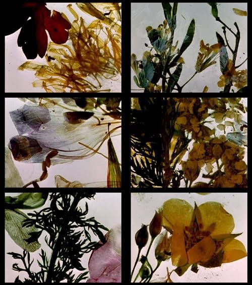 botanica luxe moisturiser