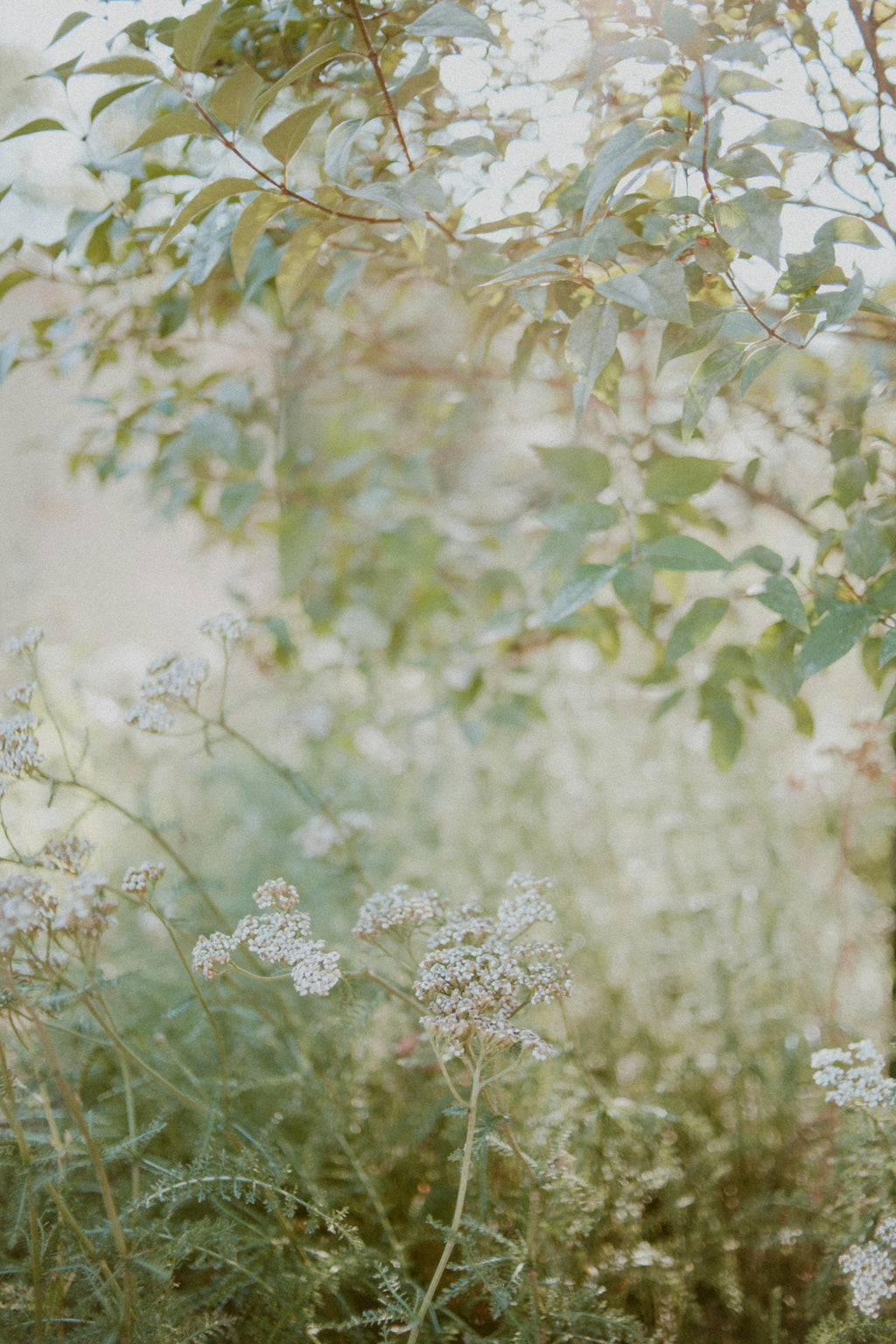 clear willow balance serum